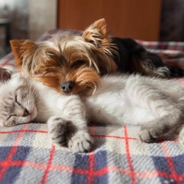 a dog and a cat sleeping on a bed